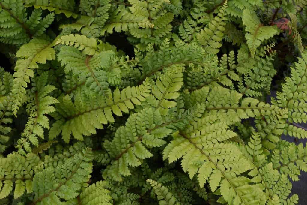 Polystichum polyblepharum ---